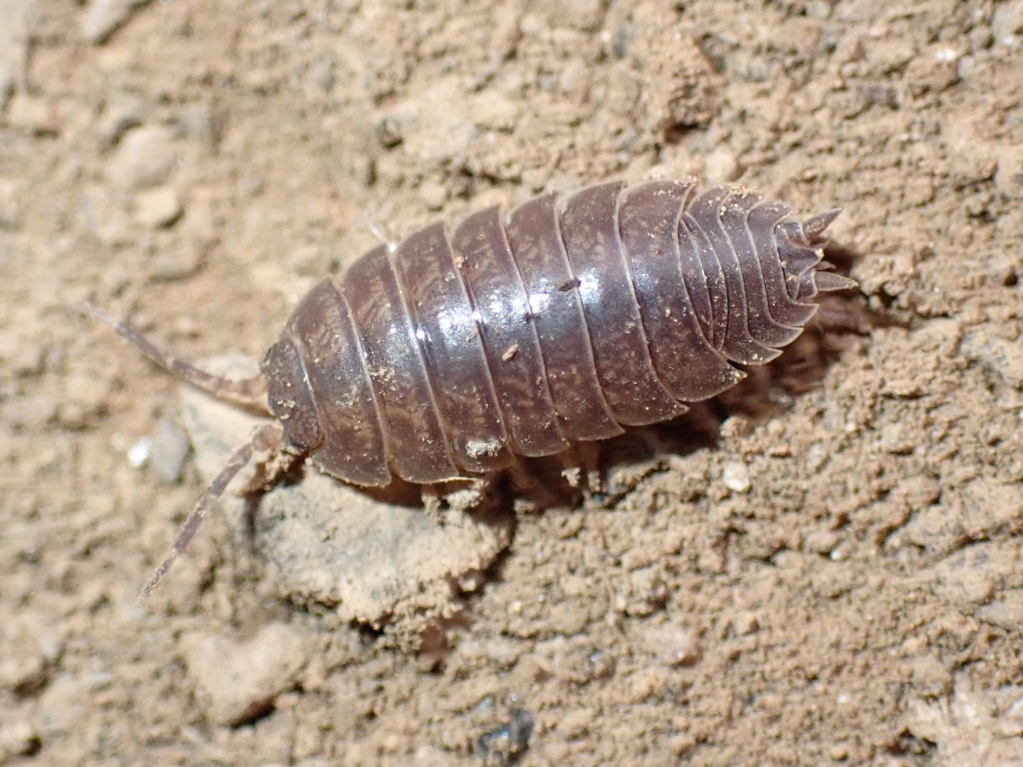 Porcellio laevis
