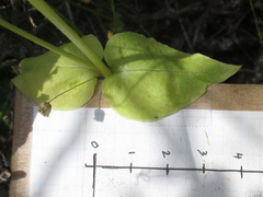 Stellaria cuspidata prostrata