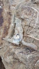 Malleus meridianus
