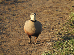 Pterocles gutturalis