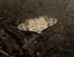 Araeopteron epiphracta