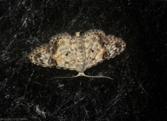 Araeopteron epiphracta