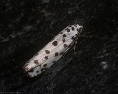 Ethmia clytodoxa