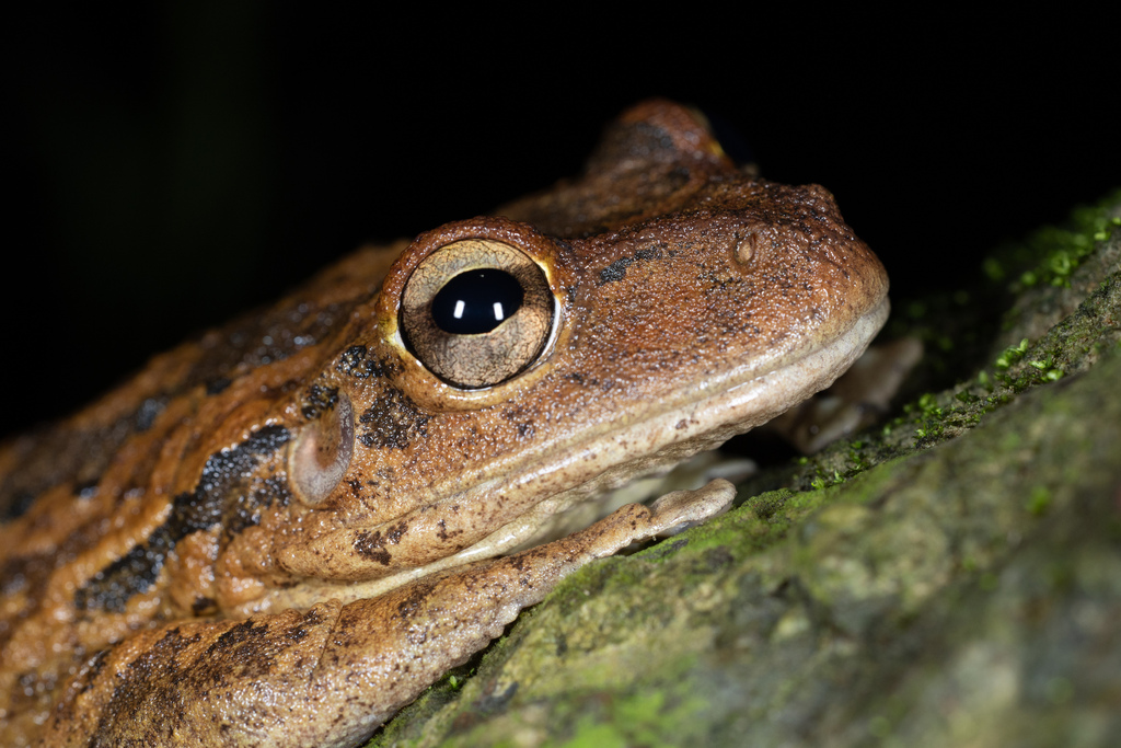 Cuban Treefrog