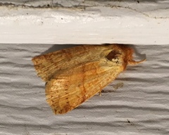 Pyreferra hesperidago