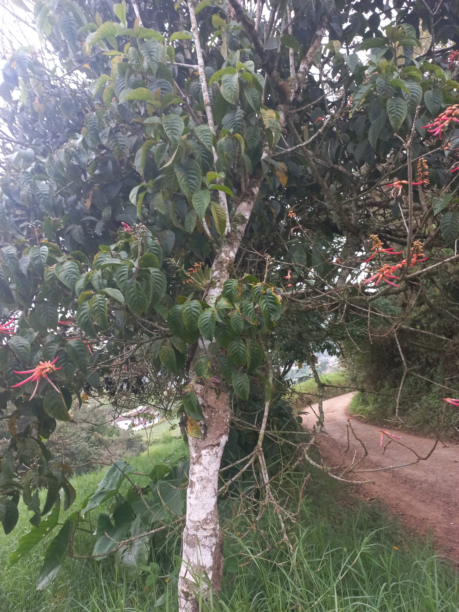 Imagem de Juteira