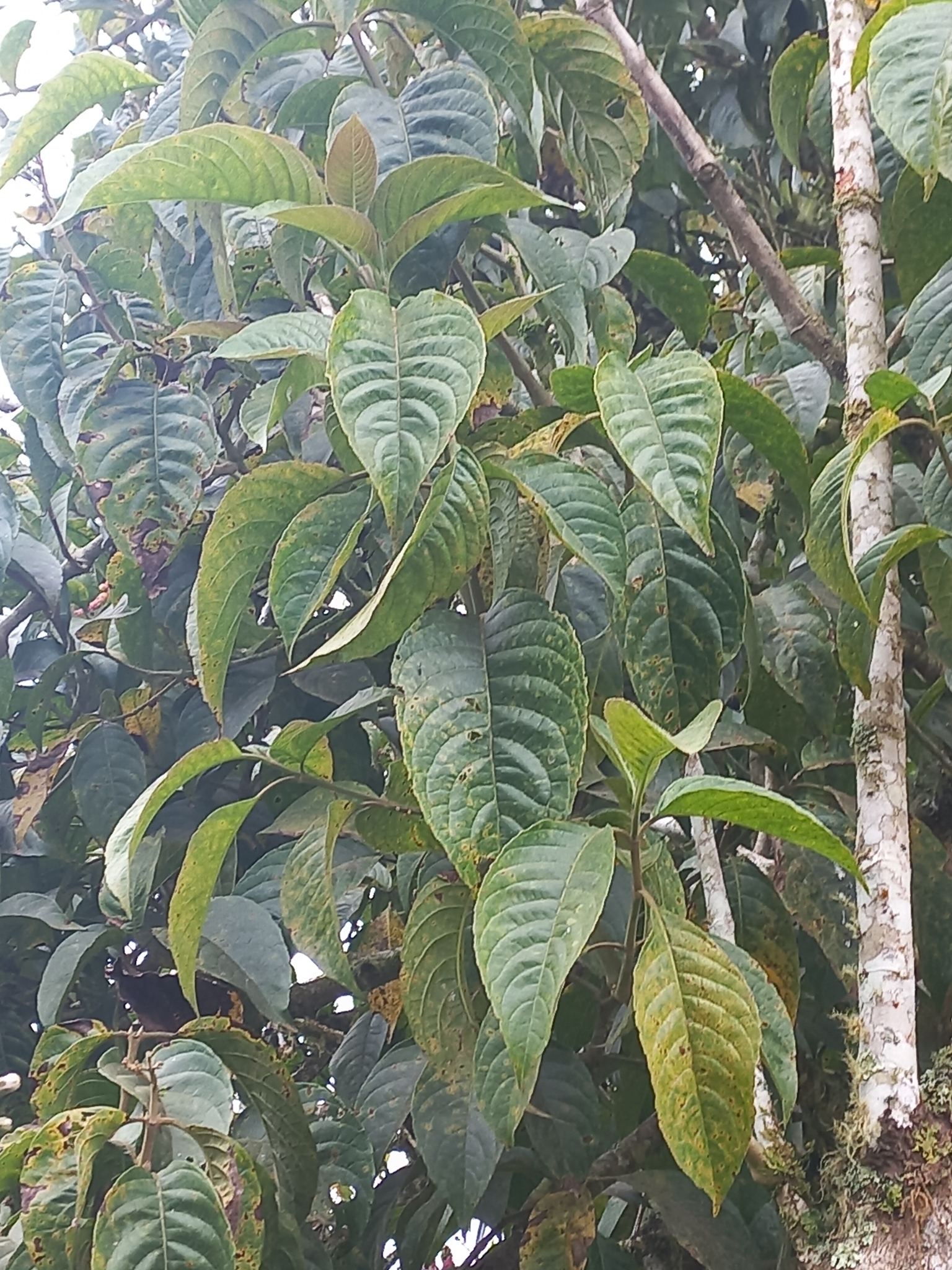 Imagem de Juteira