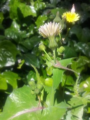 Sonchus oleraceus littoralis