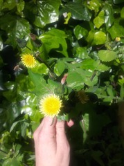 Sonchus oleraceus littoralis