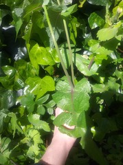 Sonchus oleraceus littoralis