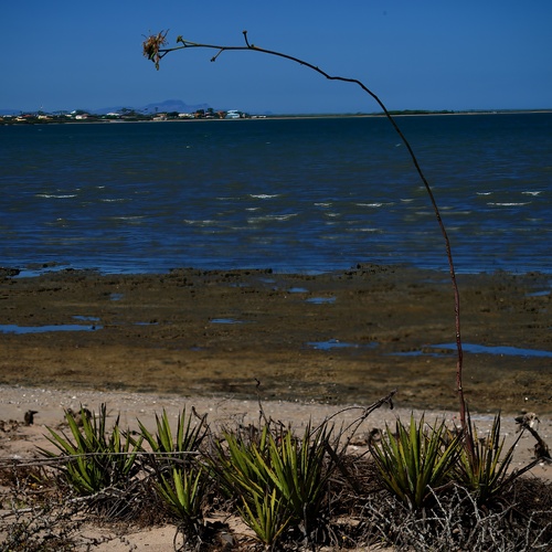 Agave datylio