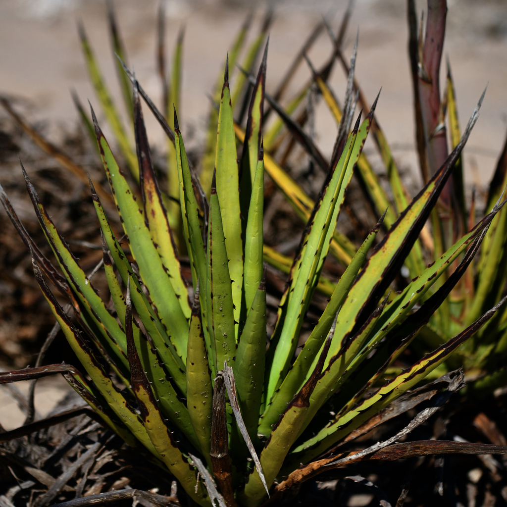 Agave datylio, El Centenario, BCS, Mexico