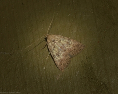 Tolpiodes oligolasia