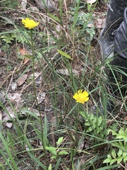 Helenium amarum