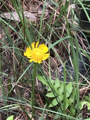 Helenium amarum