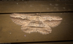 Euphronarcha luxaria