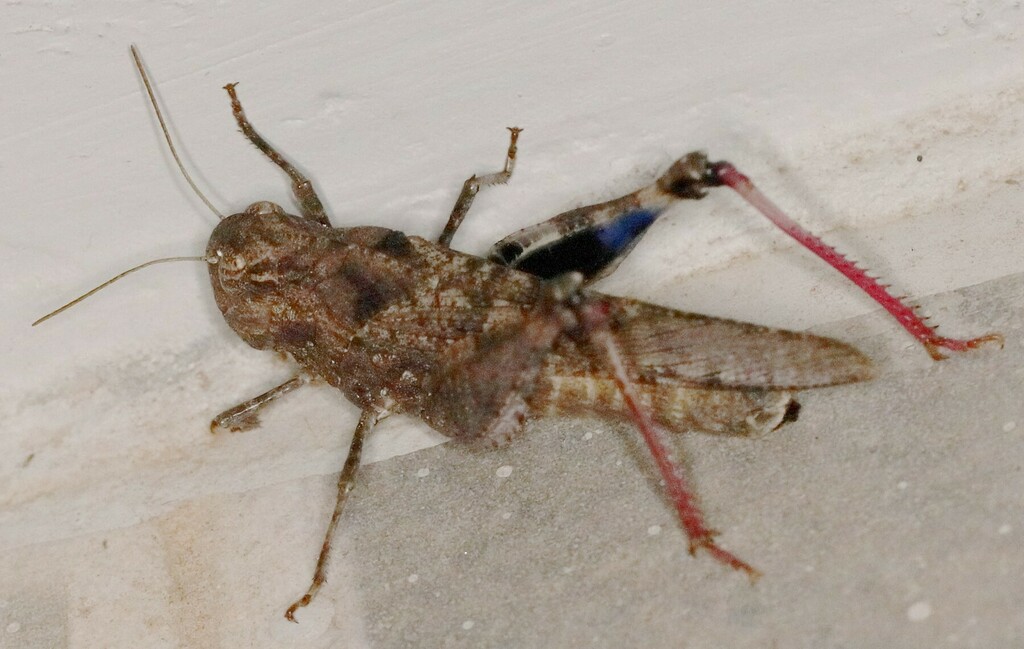 Pycnodictya kilosana