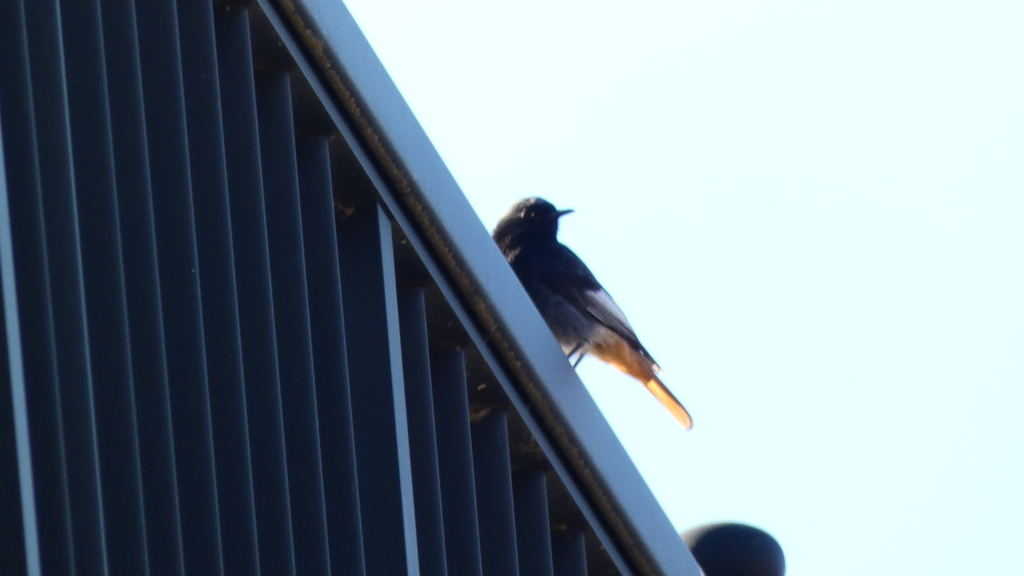 Black Redstart from Villar de Barrio, 32702 Villar de Barrio, Ourense
