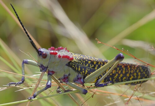 Phymateus aegrotus