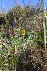 Verbascum boerhavii