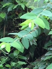 Hypericum geminiflorum