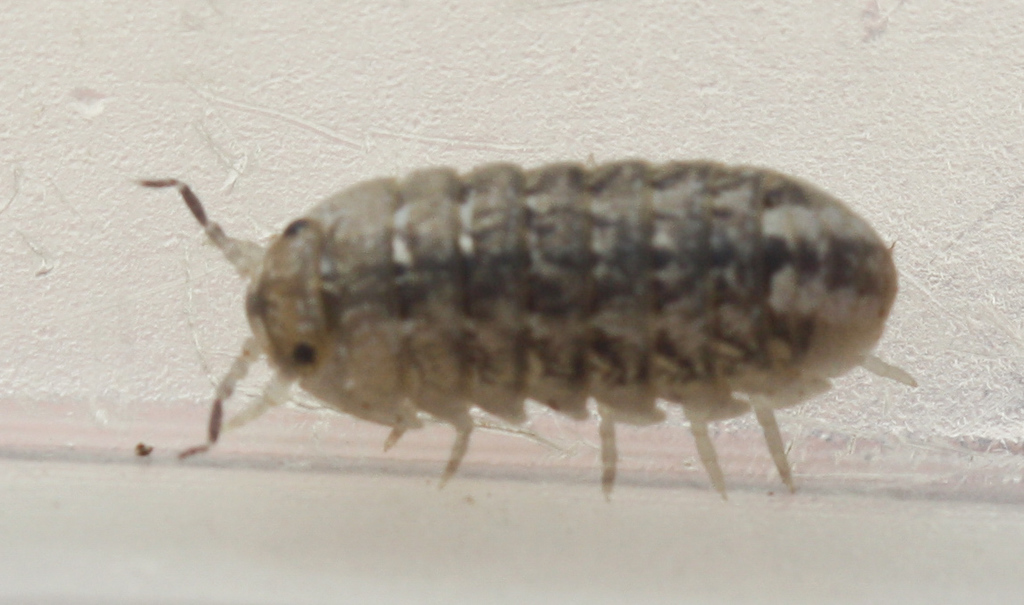 Snowy Calloused Beach Pillbug