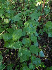 Urtica laetevirens