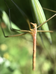 Apterobittacus apterus