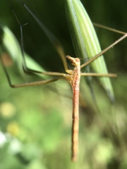 Apterobittacus apterus
