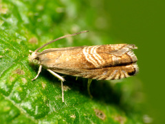 Grapholita tristrigana