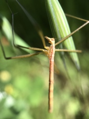 Apterobittacus apterus