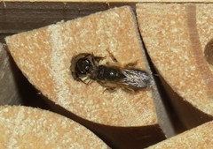 Osmia taurus