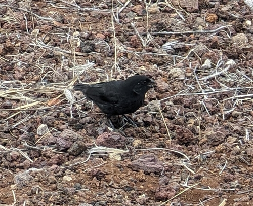 Small Ground Finch (Geospiza fuliginosa), photo 10