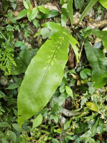Tectaria decurrens iNat (3)
