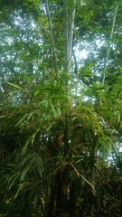 Bambusa dolichoclada