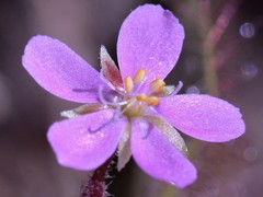 Drosera aquatica