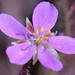 Drosera aquatica - Photo (c) Zig, some rights reserved (CC BY-NC-ND), uploaded by Zig