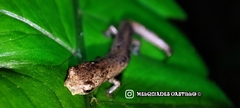 Camp Sasardi Salamander photo 5