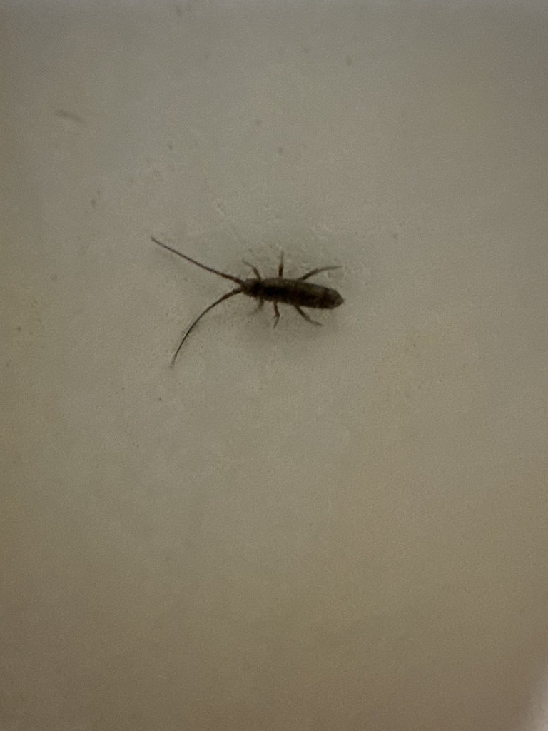 Entomobryoidea from Naturpark KamptalSchönberg, Krumau am Kamp