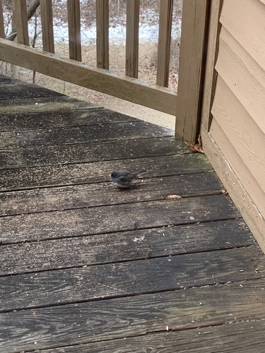 Slate-colored Junco photographed in Indiana