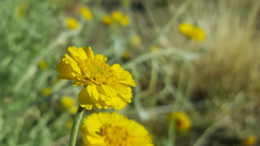 Baileya pleniradiata