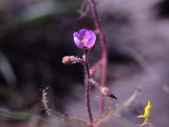 Drosera aquatica