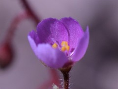 Drosera aquatica