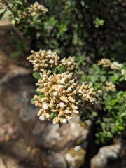 Ozothamnus antennaria, photograph (c) Eric Knight, some rights reserved (CC BY)