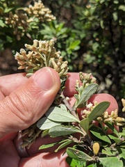 Ozothamnus antennaria, photograph (c) Eric Knight, some rights reserved (CC BY)