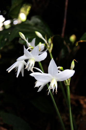 Urceolina bonplandii
