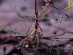 Drosera aquatica