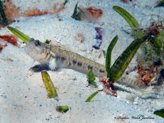 Orangespotted Goby photo 2