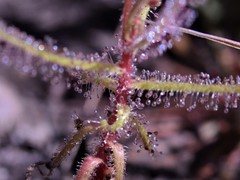 Drosera aquatica