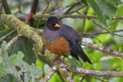 Chestnut-Bellied Thrush photo 4